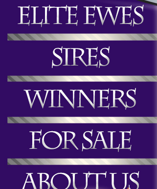 Sires - Winners - For Sale - About Us